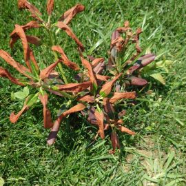 Rhododendron + Azalee – Plante oprite din dezvoltare, frunze ingalbenite/uscate