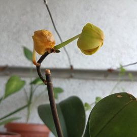 Orhidee, uscare boboci