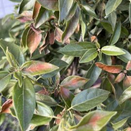 Viburnum (Calin), frunze cu pete brun-rosiatice