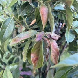 Viburnum (Calin), frunze cu pete brun-rosiatice