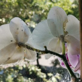 Orhidee, cu mucegai pe flori (paduche lanos)