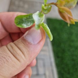 Liliac indian, frunze afectate de fainare