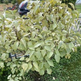 Liliac plantat in primavara, frunze uscate