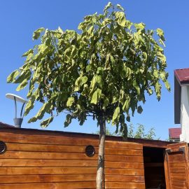 Catalpa, ofilire frunze – plantare la dimensiuni mari, in plin sezon de vegetatie