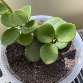 Peperomia “Hope” și String of Turtles, panza alba in substrat