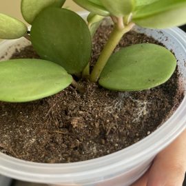 Peperomia “Hope” și String of Turtles, panza alba in substrat