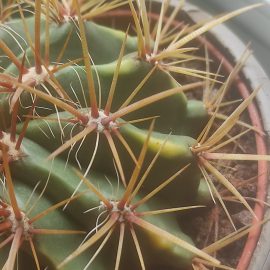 Cactusi, pete galbene si mucegai in substrat