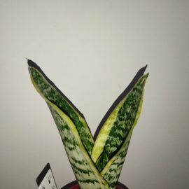 Sansevieria, insecte in pamant
