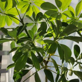 Schefflera arboricola, frunze lipicioase si mici puncte