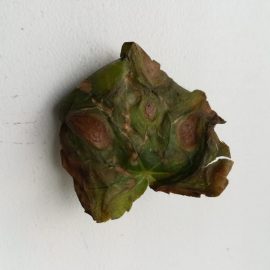 Begonia, apar pete maro pe frunze, care apoi se usuca