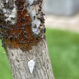 Artar, frunze uscate si cicada melifera pe tulpina