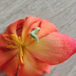 Begonia, frunze gaurite si viermisor (omida)