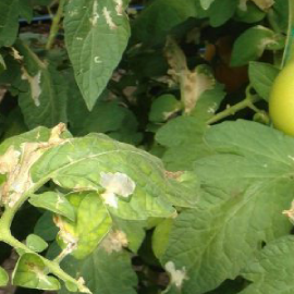 Sondaje, Insecte dăunătoare – Cunoaște inamicii grădinii tale