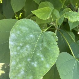 Catalpa, un fel de mucegai alb pe frunze – fainare