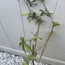 Passiflora, i s-au patat frunzele