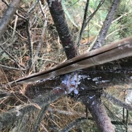 Pin de Himalaya, Pinus wallichiana – scoarta afectata