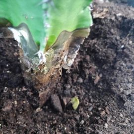 Cactusi, a inceput sa se usuce si sa fie moale la radacina – putrezire