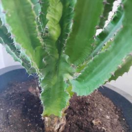 Cactusi, a inceput sa se usuce si sa fie moale la radacina – putrezire