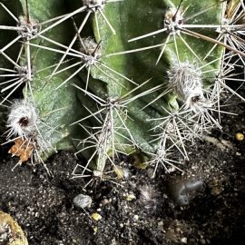 Cactusi, Cactus cu baza moale.