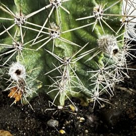 Cactusi, Cactus cu baza moale.