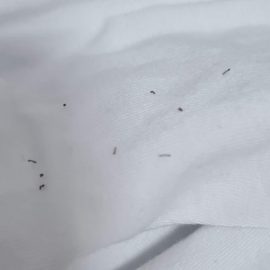 Daunatori Pest Control, Inchworm