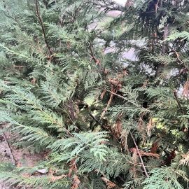Arbori si arbusti coniferi, Leylandi – frunze uscate roșii și căzute