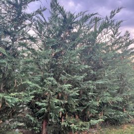 Arbori si arbusti coniferi, Leylandi – frunze uscate roșii și căzute