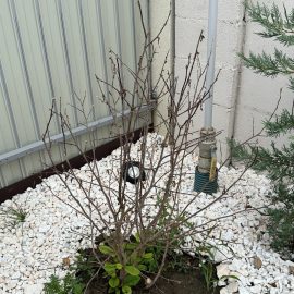 Magnolia, Magnolie de exterior fara frunze