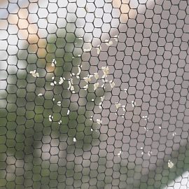 Oua de insecte pe plasa geamului
