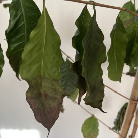 Arborele de cafea, uscarea frunzelor