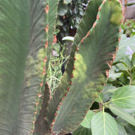 Euphorbia, Pete pe tulpina, culoare verde deschis