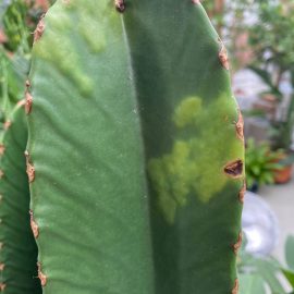 Euphorbia, Pete pe tulpina, culoare verde deschis