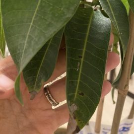 Mango, Puncte negre frunze