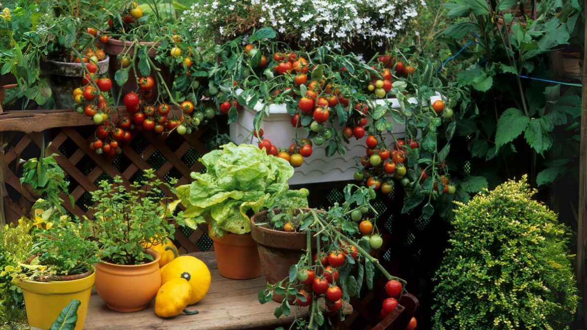 Cum prevenim si controlam problemele plantelor din gradina?