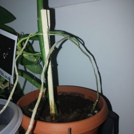 Euphorbia, tulpina si frunze care se usuca