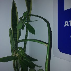 Euphorbia, tulpina si frunze care se usuca