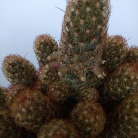 Cactusi, fructe de cactus