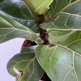 Ficus, Ficus lyrata bambino, frunze gaurite, tija