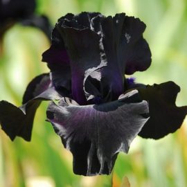Stiai ca, florile negre sunt potrivite oricarui decor de Halloween?
