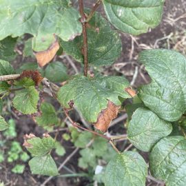 Viburnum (Calin), frunze uscate de la varf