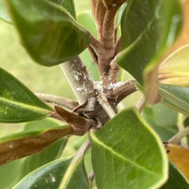 Magnolia, Frunze uscate și mâncate de daunatori