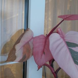 Philodendron, varietatea 'Pink Princess' are frunze variegate care se usuca