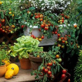 gradinaritul-pe-balcon-legume