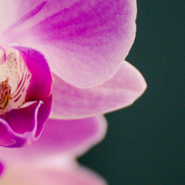 Sondaje, Îngrijirea orhideelor