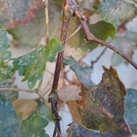 Vita de vie, simptome de atac cicada si depunere negricioasa pe frunze