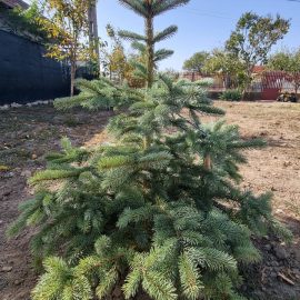 Molid, sfaturi fertilizare Picea pungens super blue plantat recent