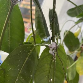 Stiai ca puful alb de pe plante poate avea mai multe cauze?