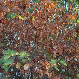 Viburnum (Calin), s-au uscat frunzele
