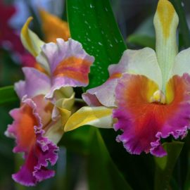 Cattleya-ingrijire-orhidee