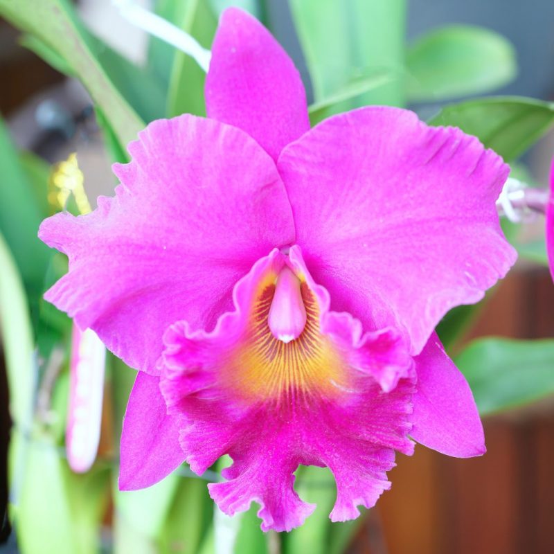 orhidee-cattleya-labiata